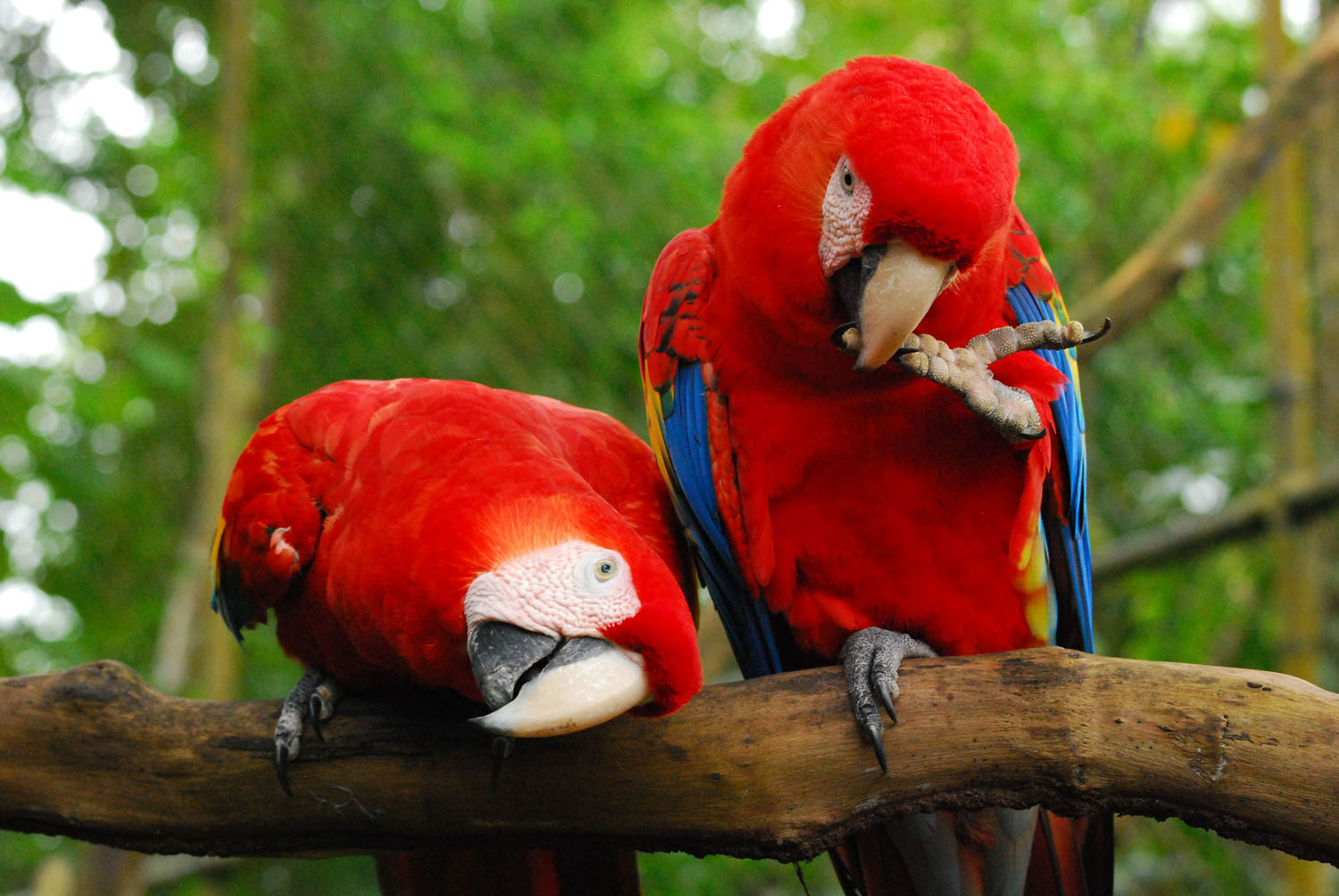 Scarlet-Macaws-Pair