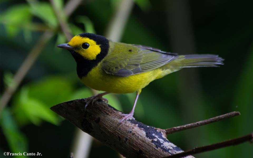 hooded warbler