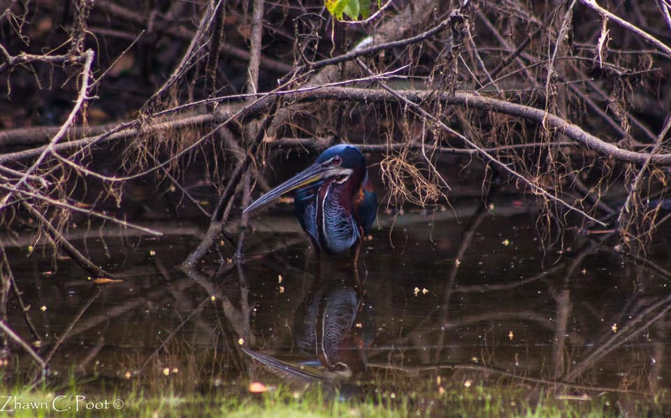 agami heron