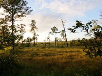 lowland savanna