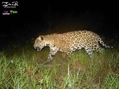 Central Belize Corridor night camera- Male Jaguar