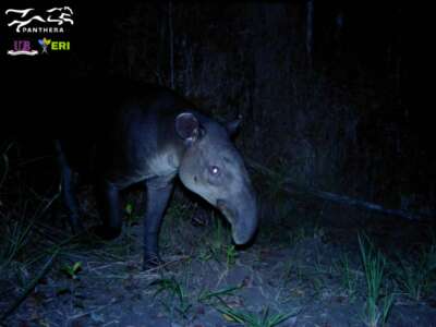Central Belize Corridor night camera- Tapir