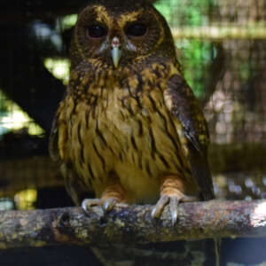 Mottled Owl