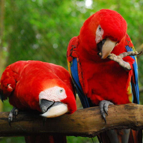 Scarlet Macaws Pair