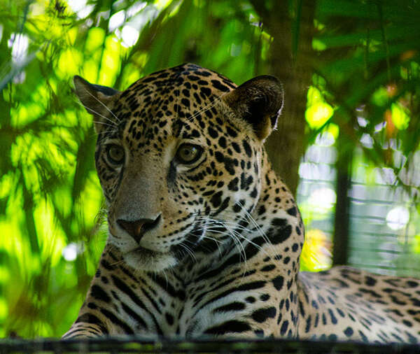 jaguar chiqui