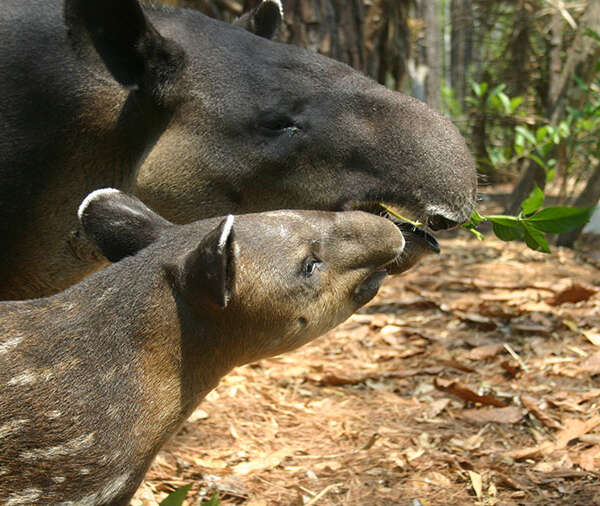 tapir01