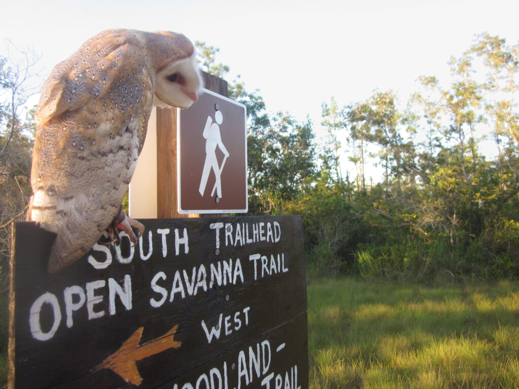 owl on savanna trail tec