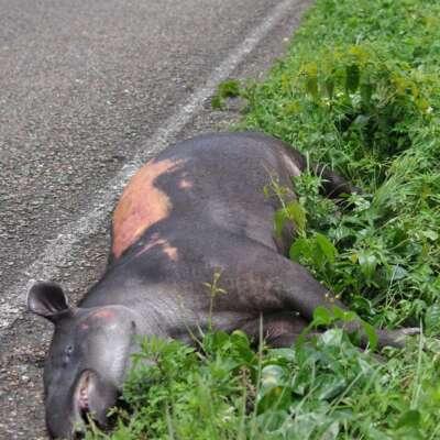 tapir collision