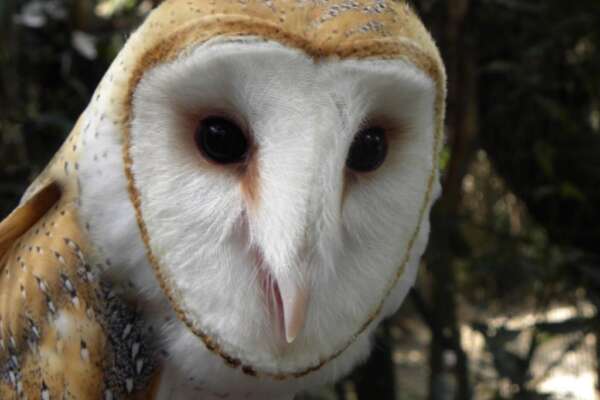 Barn Owl (1)