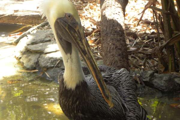 boy george pelican 2 (1)