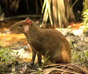 Agouti