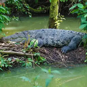 American Crocodile