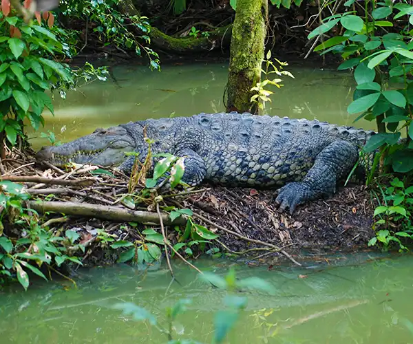 American Crocodile