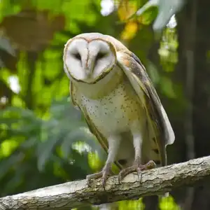 Barn Owl