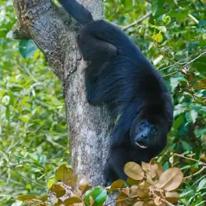 Black Howler Monkey