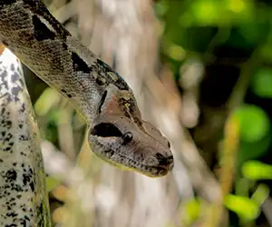 Boa Constrictor