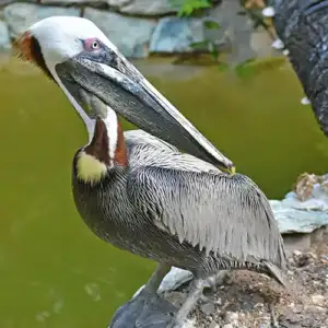 Brown Pelican