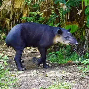 Central American Tapir
