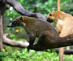 Coatimundi