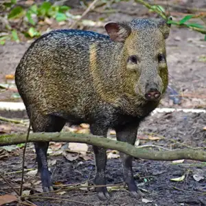 Collared Peccary