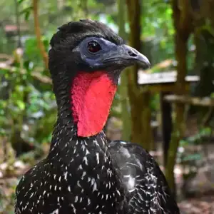 Crested Guan