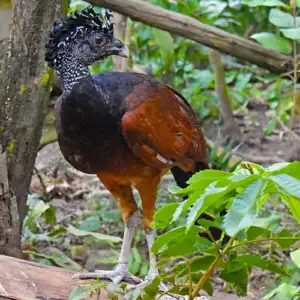 Curassow
