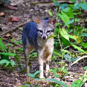Gray Fox