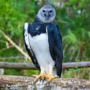 Harpy Eagle