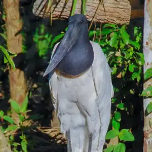 Jabiru Stork