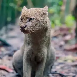 Jaguarundi