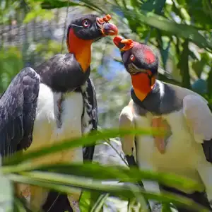 King Vulture
