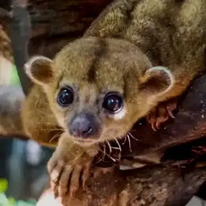 Kinkajou