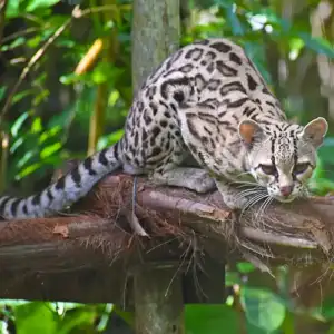 Margay