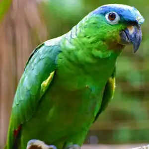 Mealy Parrot
