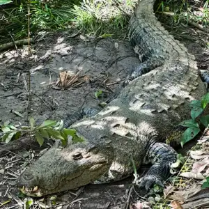 Morlets Crocodile