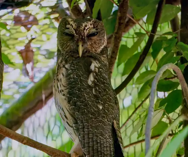 Mottled Owl