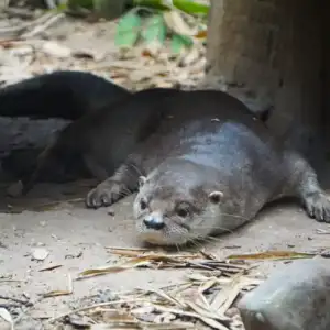 Neotropical River Otter