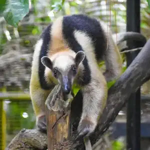 Northern Tamandua (Anteater)