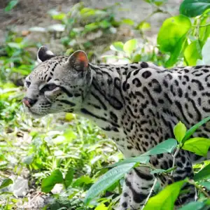 Ocelot