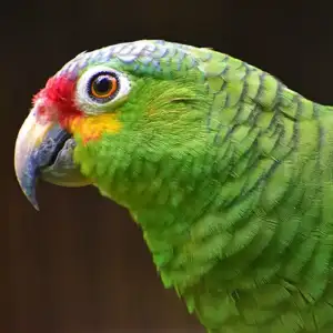 Red Lored Parrot