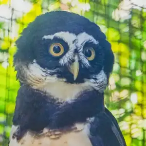 Spectacled Owl