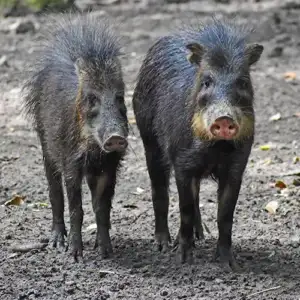 White Lipped Peccary