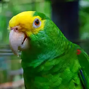 Yellow-headed Parrot