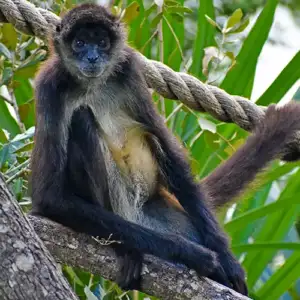Yucatan Spider Monkey