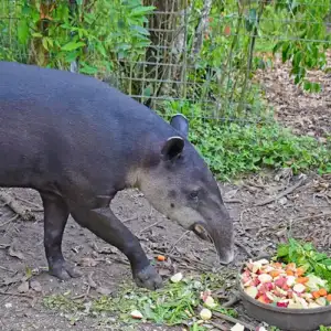 Ceibo the Central American Tapir