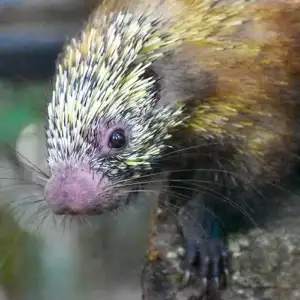Mexican Hairy Dwarf Porcupine