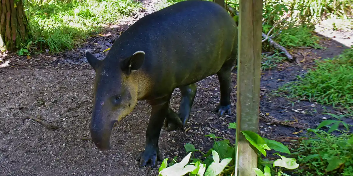 fuego the tapir fuego the tapir