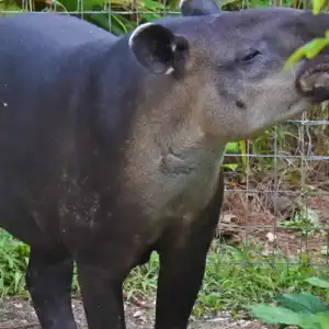 Fuego the tapir
