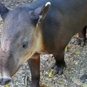 Grace the tapir
