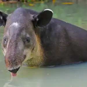 Indy the tapir